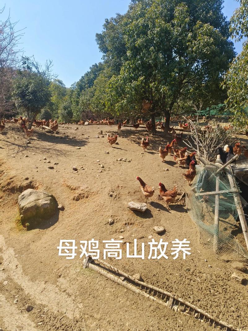 林下养鸡：一种绿色生态的发展趋势